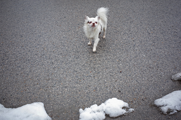 799 :: White doggy